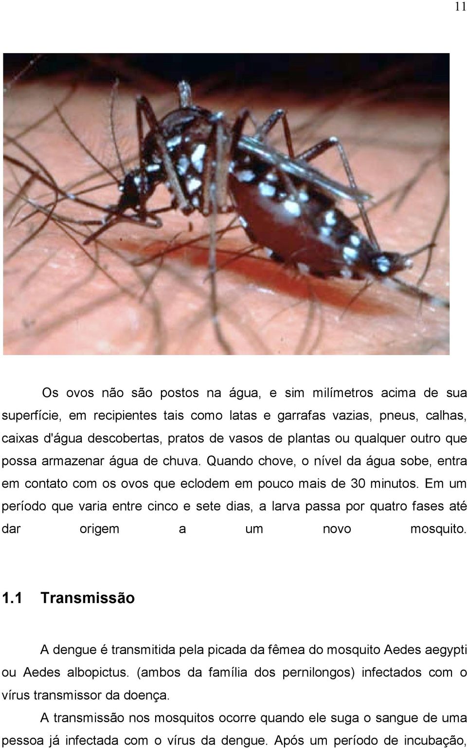 Em um período que varia entre cinco e sete dias, a larva passa por quatro fases até dar origem a um novo mosquito. 1.