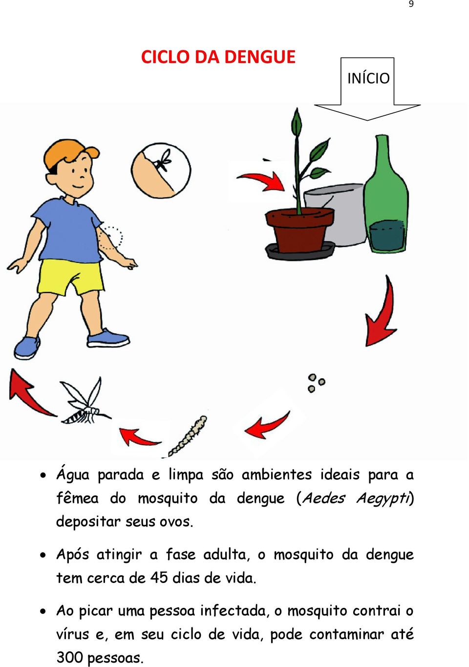 Após atingir a fase adulta, o mosquito da dengue tem cerca de 45 dias de vida.