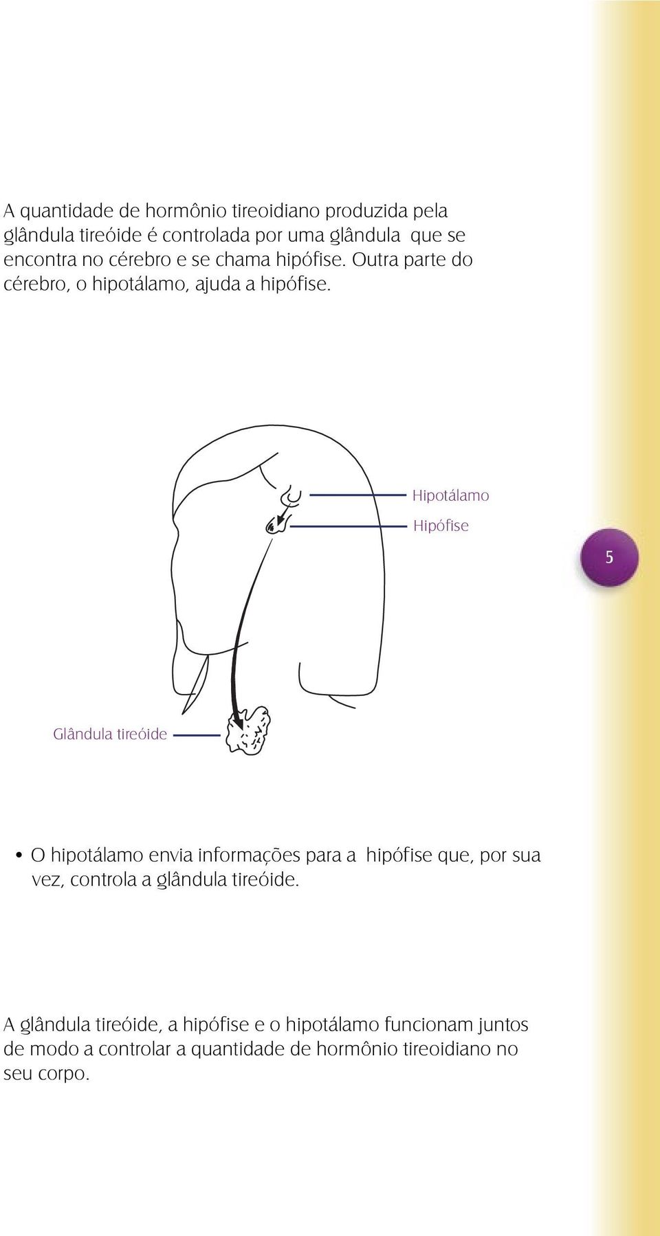 Hipotálamo Hipófise 5 Glândula tireóide O hipotálamo envia informações para a hipófise que, por sua vez, controla a