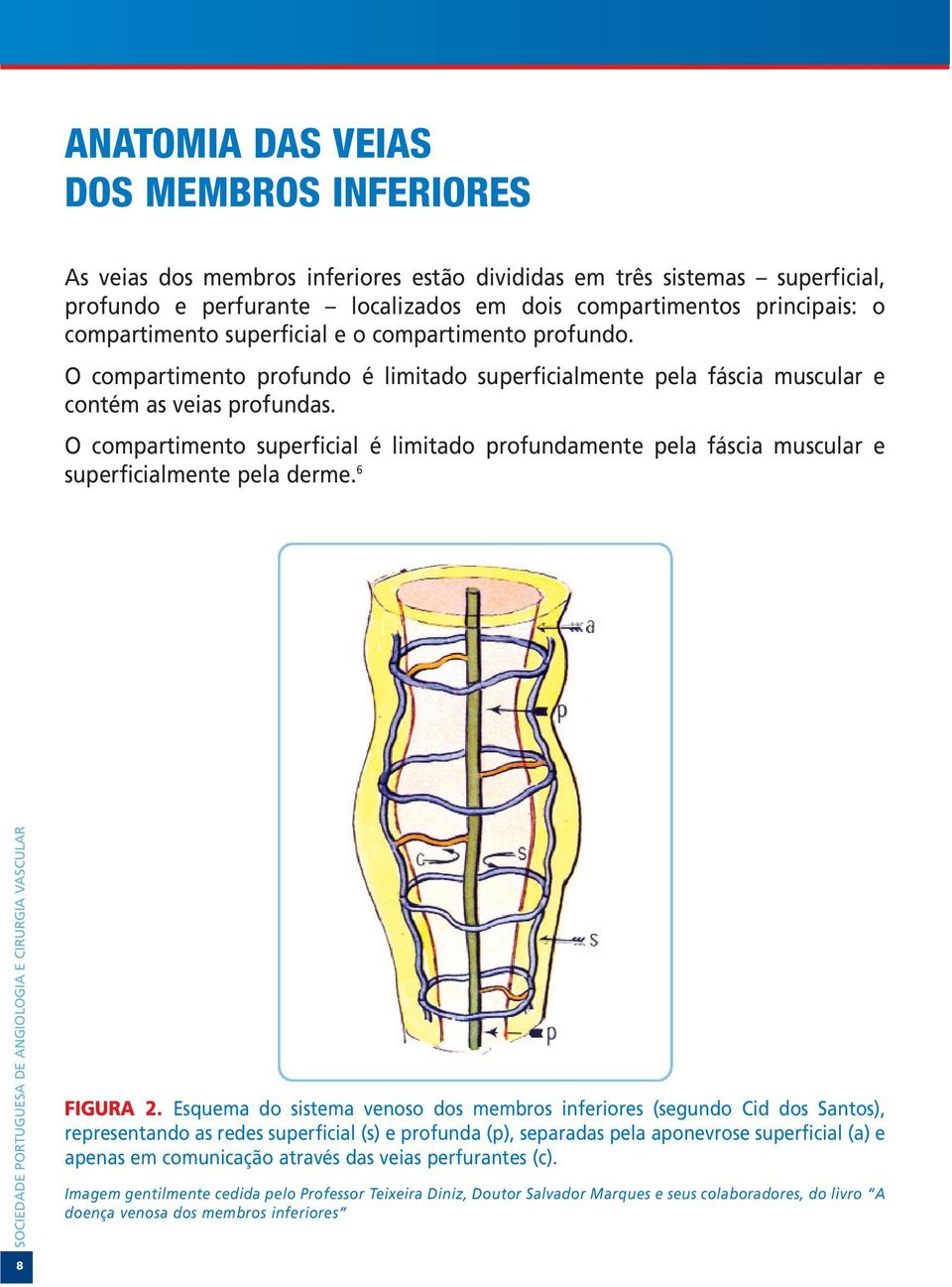 O compartimento superficial é limitado profundamente pela fáscia muscular e superficialmente pela derme. 6 FIGURA 2.