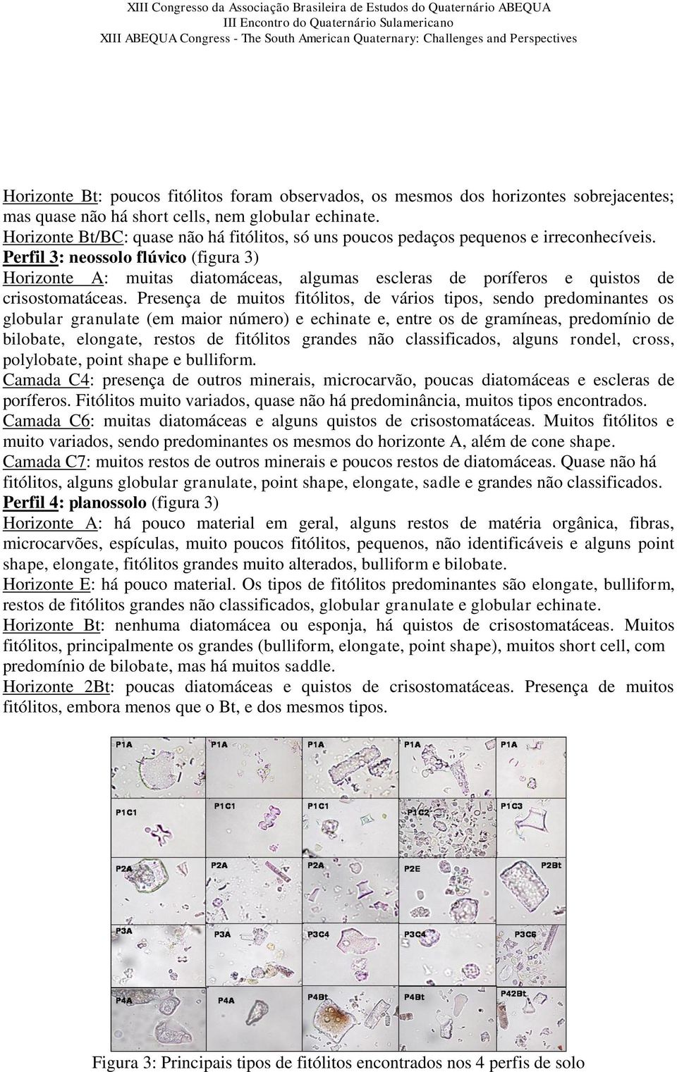 Perfil 3: neossolo flúvico (figura 3) Horizonte A: muitas diatomáceas, algumas escleras de poríferos e quistos de crisostomatáceas.