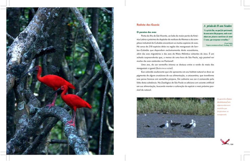 Há cerca de 210 espécies delas na região dos manguezais de Santos Cubatão que dependem exclusivamente deste ecossistema, além das aves migratórias e das aves da Mata Atlântica visitantes da área.