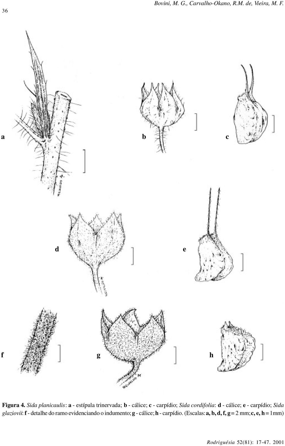 cordifolia: d - cálice; e - carpídio; Sida glaziovii: f - detalhe do ramo