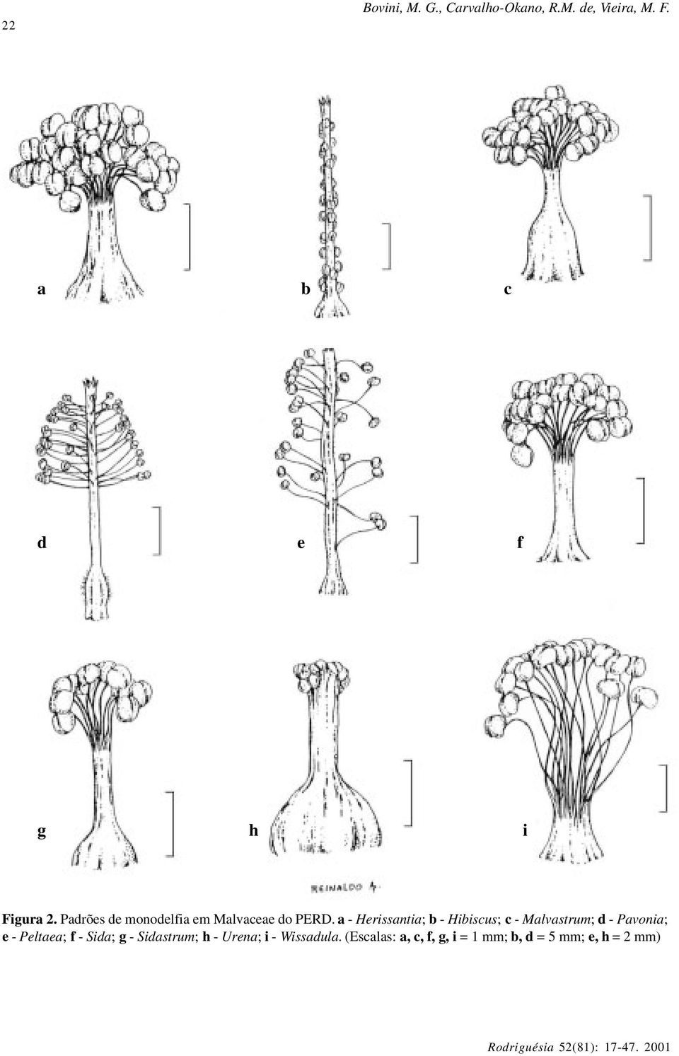 a - Herissantia; b - Hibiscus; c - Malvastrum; d - Pavonia; e - Peltaea; f -