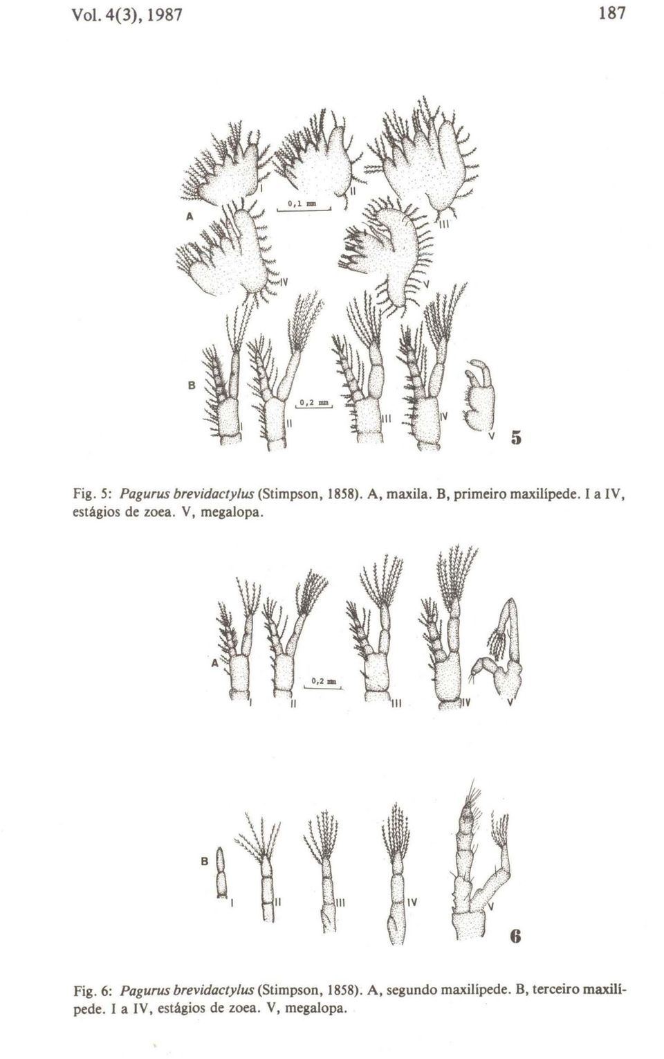V, megalopa.. IV Fig. 6: Pagurus brevidacty/us (Stimpson, 1858).