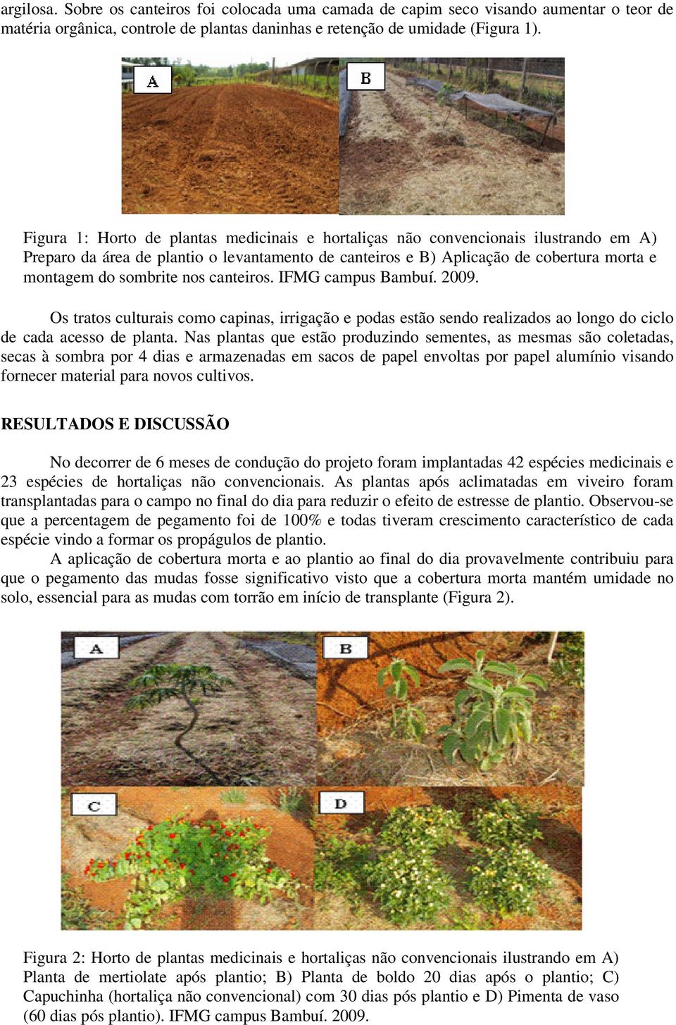 nos canteiros. IFMG campus Bambuí. 2009. Os tratos culturais como capinas, irrigação e podas estão sendo realizados ao longo do ciclo de cada acesso de planta.