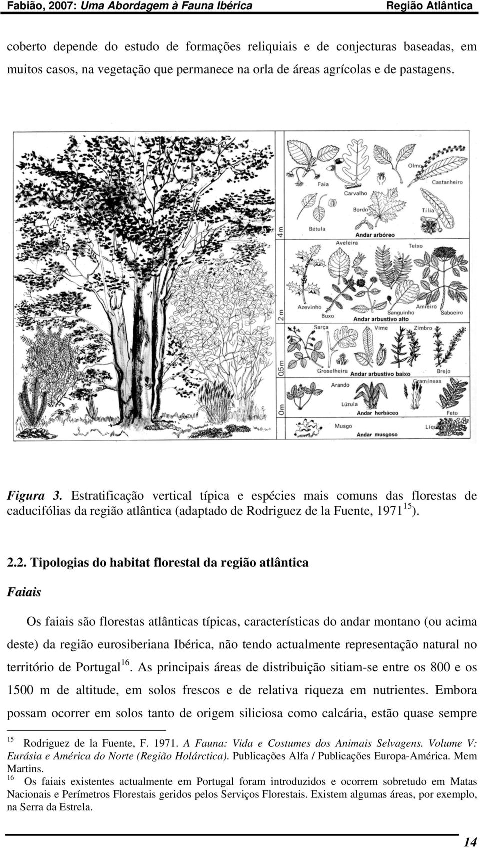 2. Tipologias do habitat florestal da região atlântica Faiais Os faiais são florestas atlânticas típicas, características do andar montano (ou acima deste) da região eurosiberiana Ibérica, não tendo