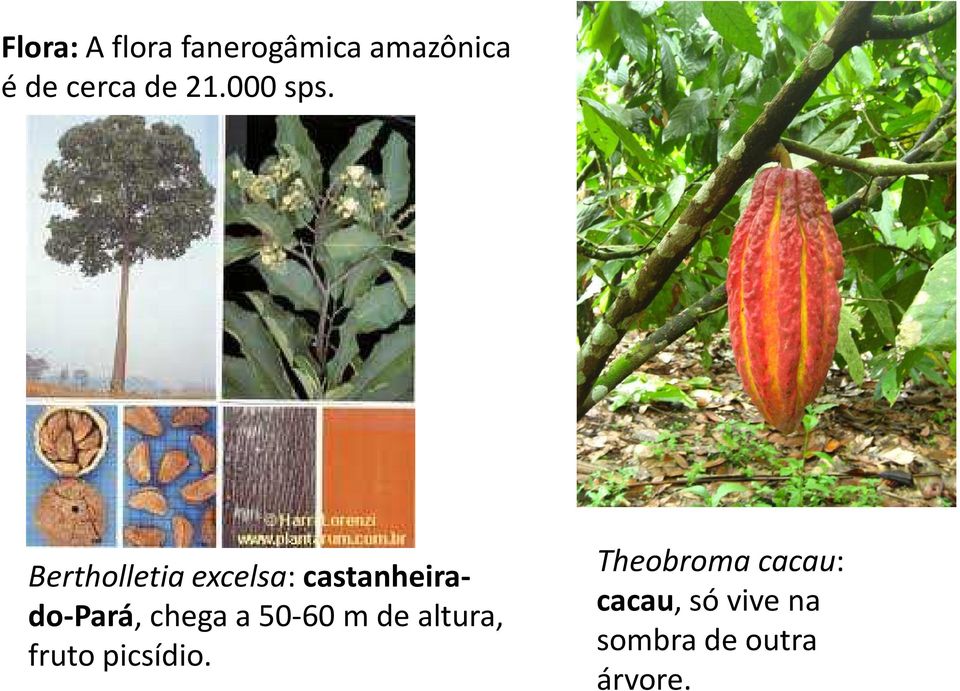 Bertholletia excelsa: castanheirado-pará, chega a