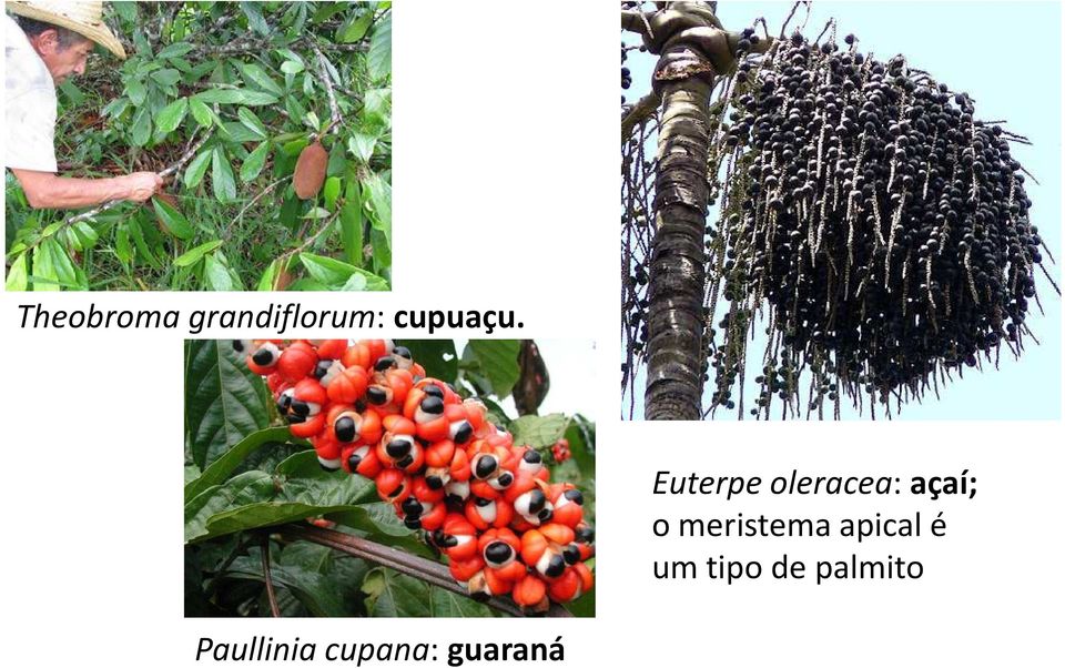 Euterpe oleracea: açaí; o