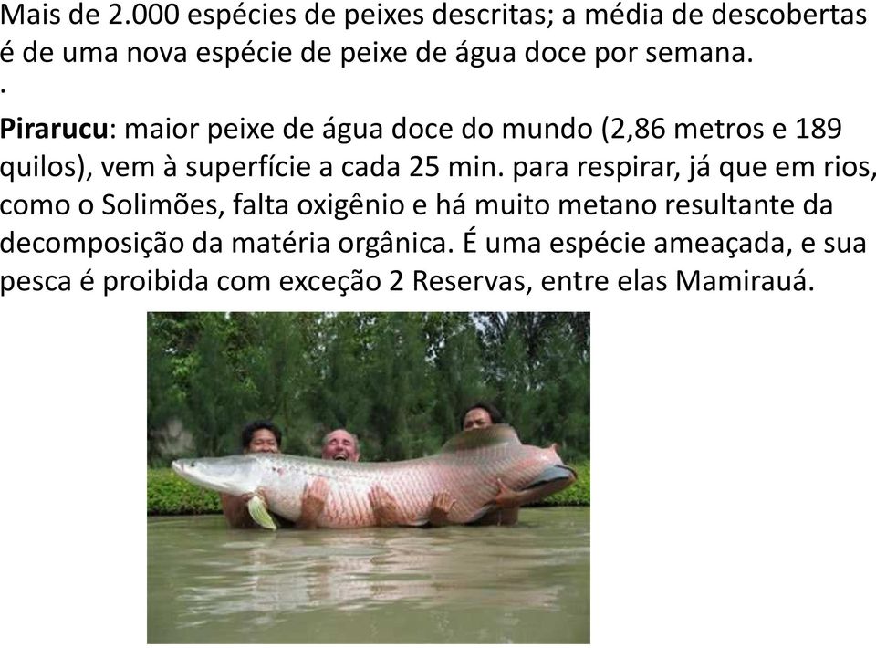 Pirarucu: maior peixe de água doce do mundo (2,86 metros e 189 quilos), vem à superfície a cada 25 min.