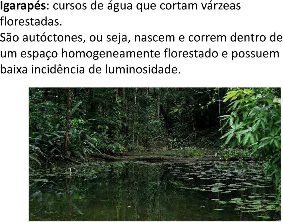 São autóctones, ou seja, nascem e correm