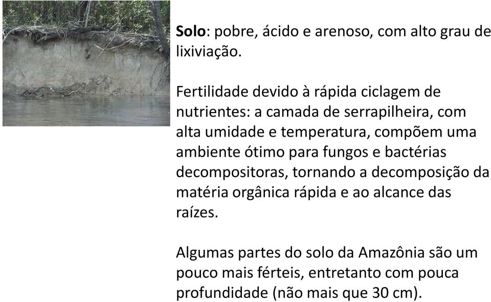 temperatura, compõem uma ambiente ótimo para fungos e bactérias decompositoras, tornando a decomposição da