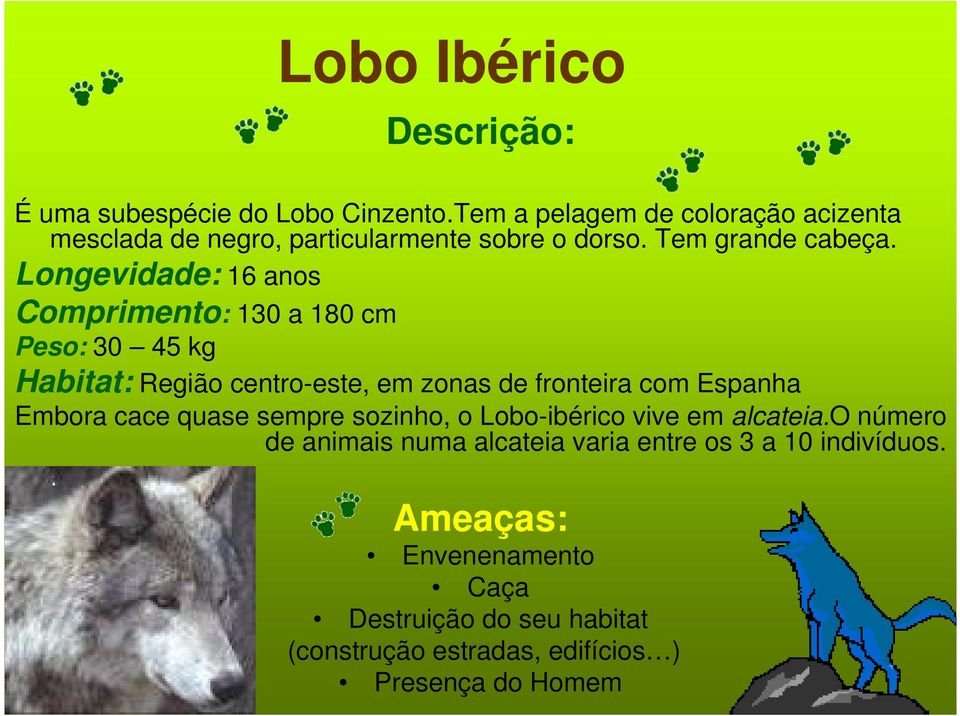 Longevidade: 16 anos Comprimento: 130 a 180 cm Peso: 30 45 kg Habitat: Região centro-este, em zonas de fronteira com Espanha Embora