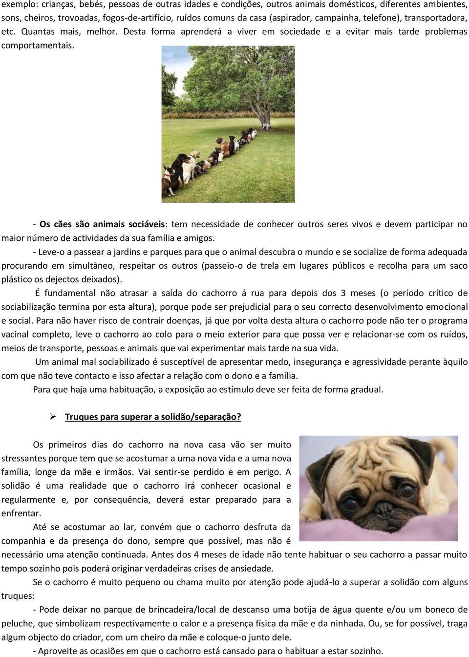 - Os cães são animais sociáveis: tem necessidade de conhecer outros seres vivos e devem participar no maior número de actividades da sua família e amigos.