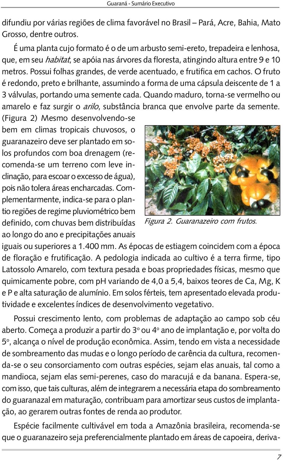 Possui folhas grandes, de verde acentuado, e frutifica em cachos. O fruto é redondo, preto e brilhante, assumindo a forma de uma cápsula deiscente de 1 a 3 válvulas, portando uma semente cada.