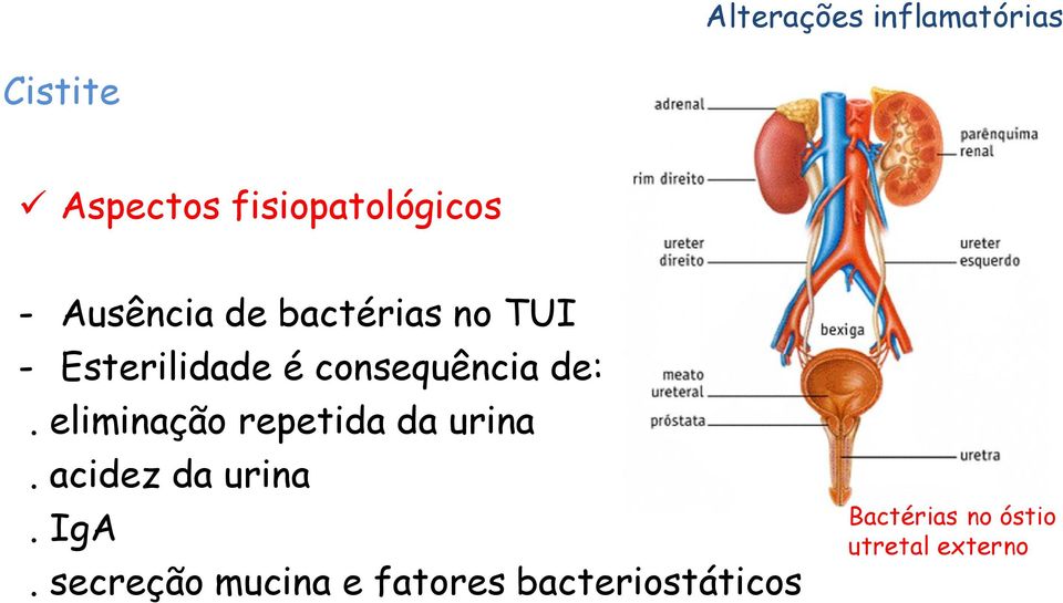 eliminação repetida da urina. acidez da urina. IgA.