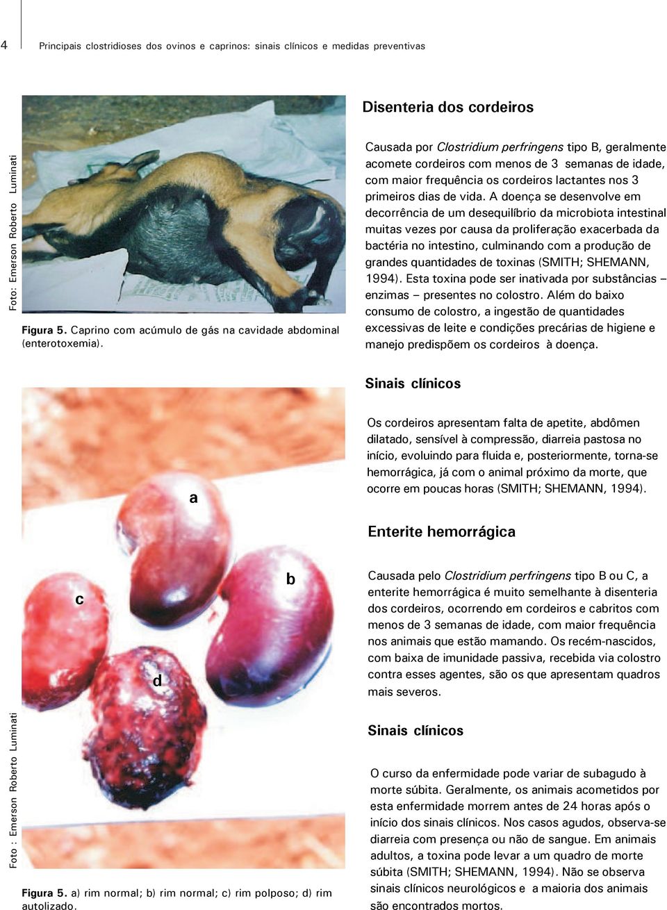 Causada por Clostridium perfringens tipo B, geralmente acomete cordeiros com menos de 3 semanas de idade, com maior frequência os cordeiros lactantes nos 3 primeiros dias de vida.