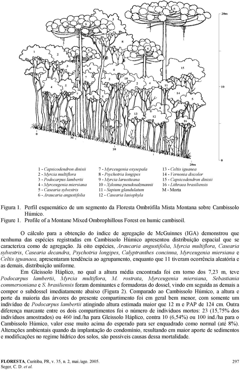 brasiliensis M - Morta Figura 1. Perfil esquemático de um segmento da Floresta Ombrófila Mista Montana sobre Cambissolo Húmico. Figure 1.