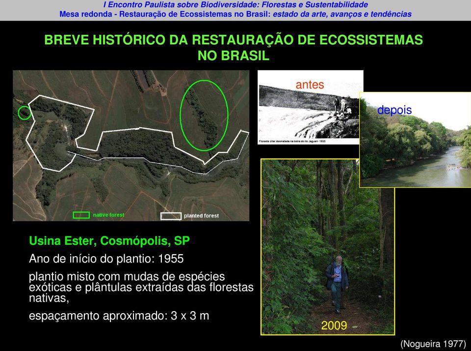 plantio misto com mudas de espécies exóticas e plântulas extraídas