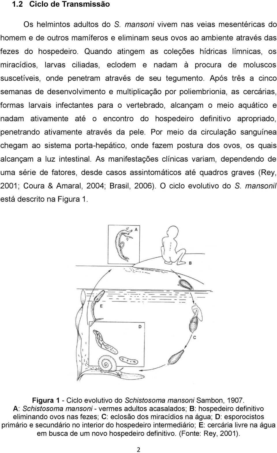 Após três a cinco semanas de desenvolvimento e multiplicação por poliembrionia, as cercárias, formas larvais infectantes para o vertebrado, alcançam o meio aquático e nadam ativamente até o encontro