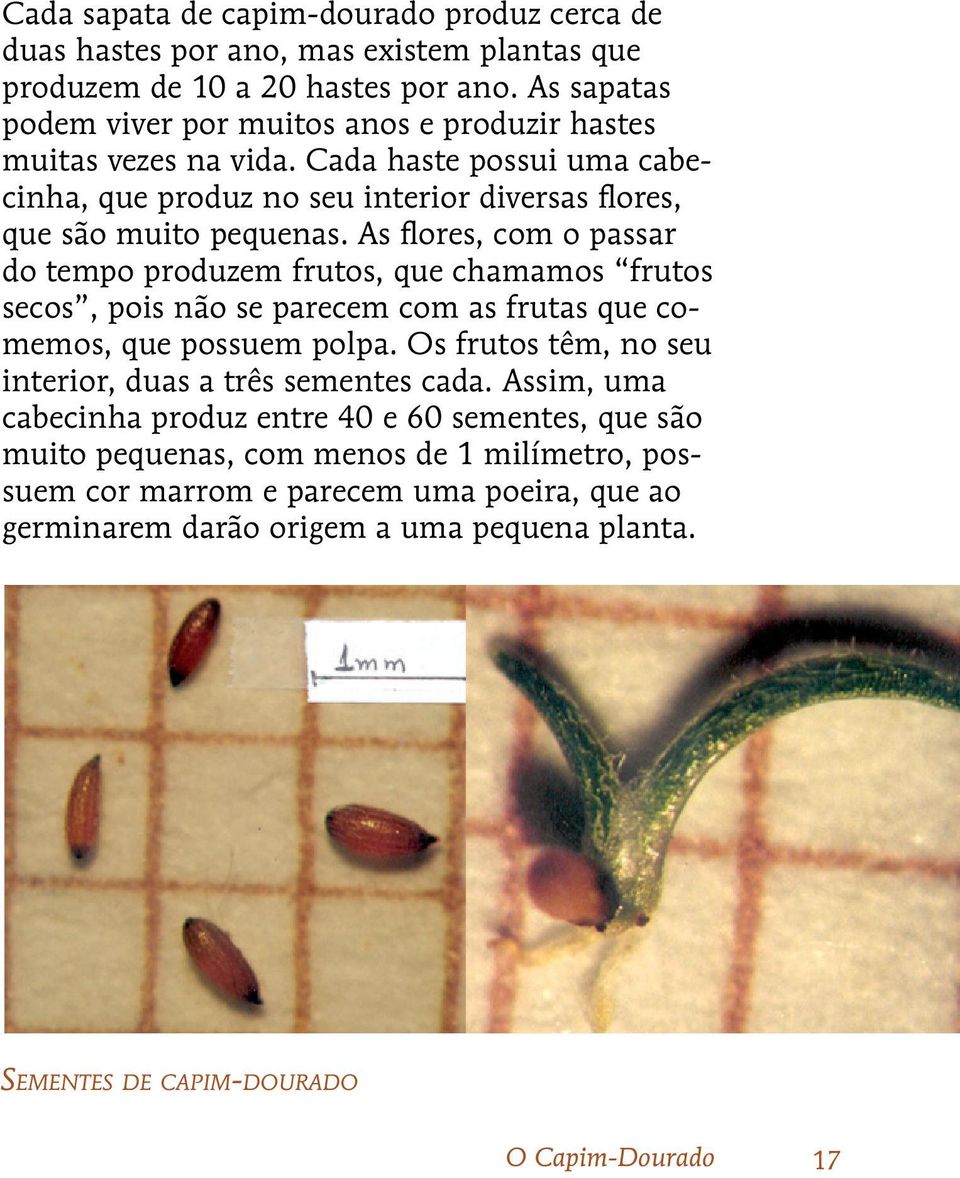 As flores, com o passar do tempo produzem frutos, que chamamos frutos secos, pois não se parecem com as frutas que comemos, que possuem polpa.