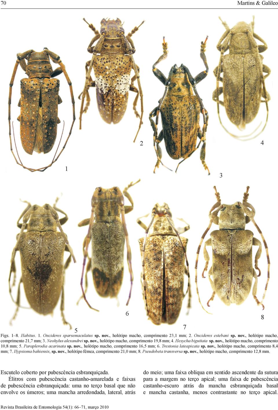 Trestonia lateapicata sp. nov., holótipo macho, comprimento 8,4 mm; 7. Hypsioma bahiensis, sp. nov., holótipo fêmea, comprimento 21,0 mm; 8. Pseudobeta transversa sp. nov., holótipo macho, comprimento 12,8 mm.