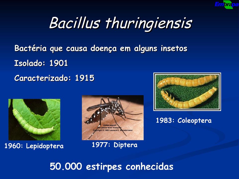 Caracterizado: 1915 1983: Coleoptera 1960:
