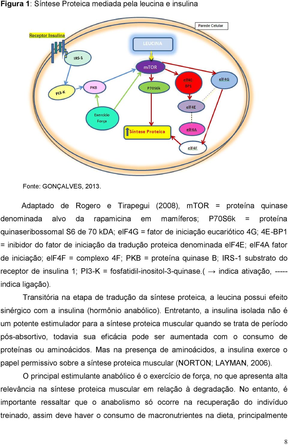 4E-BP1 = inibidor do fator de iniciação da tradução proteica denominada elf4e; elf4a fator de iniciação; elf4f = complexo 4F; PKB = proteína quinase B; IRS-1 substrato do receptor de insulina 1;