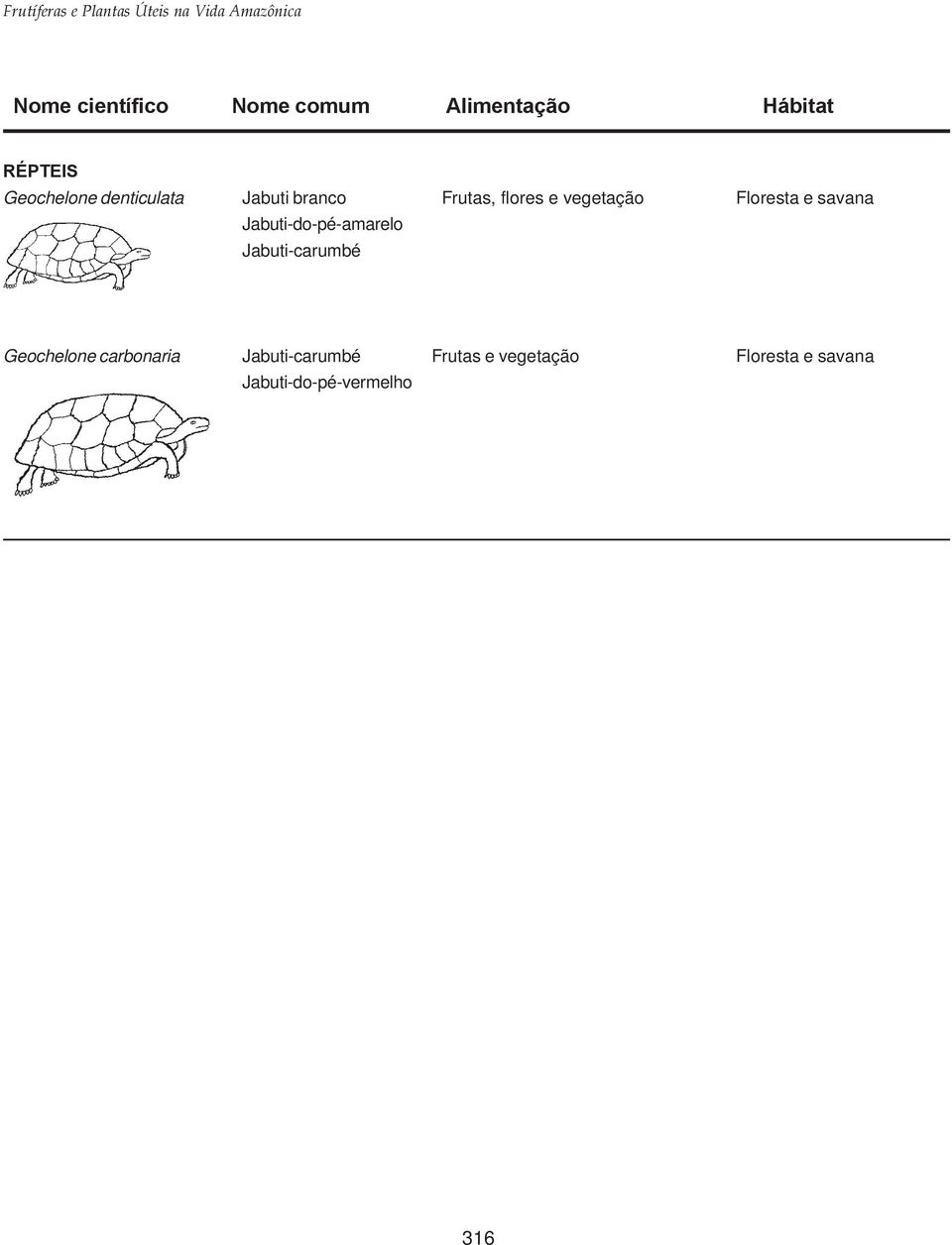 savana Jabuti-do-pé-amarelo Jabuti-carumbé Geochelone carbonaria