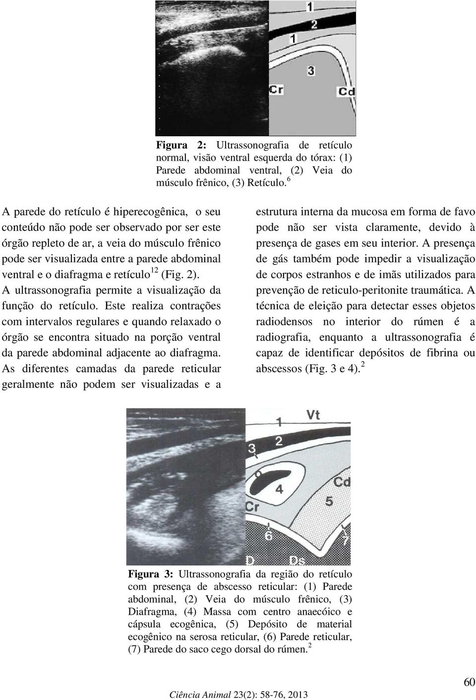 diafragma e retículo 12 (Fig. 2). A ultrassonografia permite a visualização da função do retículo.