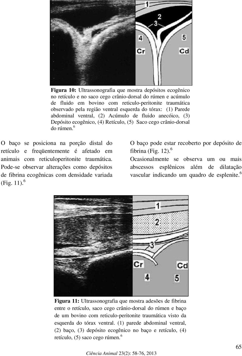 6 O baço se posiciona na porção distal do retículo e freqüentemente é afetado em animais com reticuloperitonite traumática.