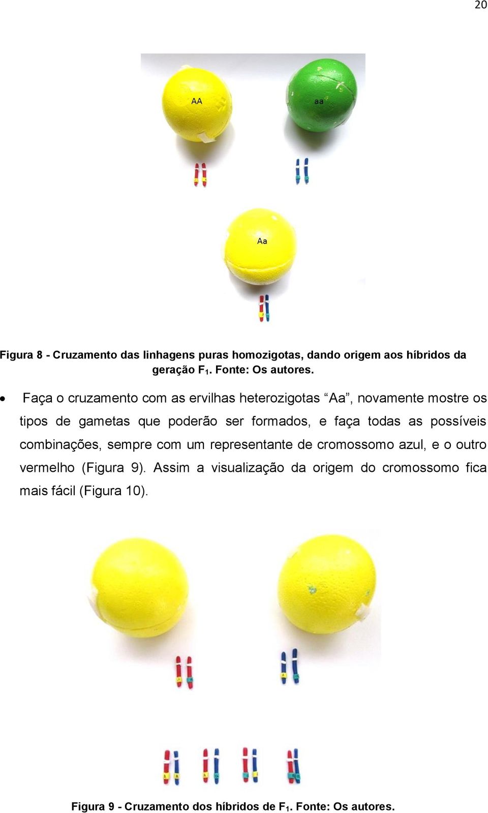 todas as possíveis combinações, sempre com um representante de cromossomo azul, e o outro vermelho (Figura 9).