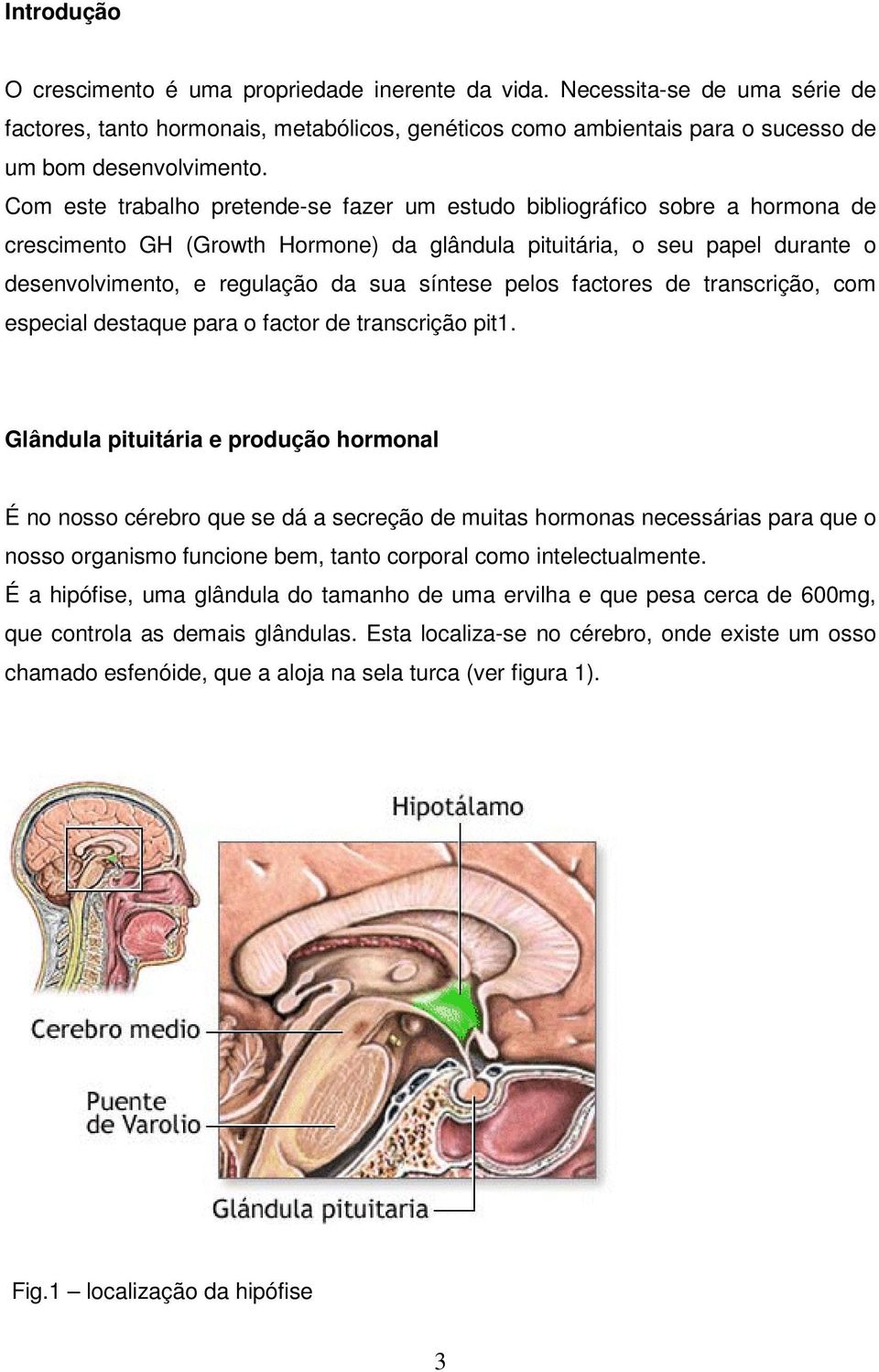 síntese pelos factores de transcrição, com especial destaque para o factor de transcrição pit1.