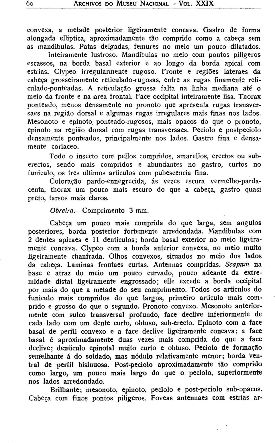 Clypeo irregularmente rugoso. Fronte e regiões lateraes da cabeça grosseiramente reticulado-rugosas, entre as rugas finamente reticulado-ponteadas.