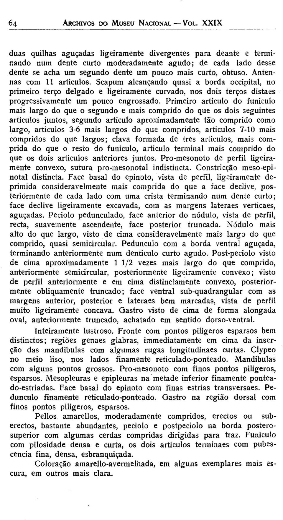 Antennas com 11 artículos. Scapum alcançando quasi a borda occipital, no primeiro terço delgado e ligeiramente curvado, nos dois terços distaes progressivamente um pouco engrossado.