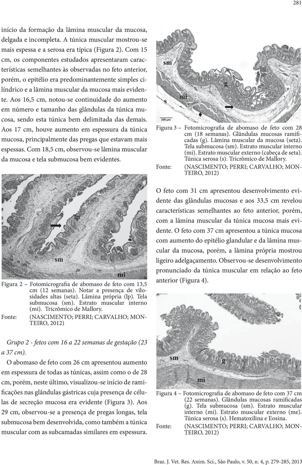 mais evidente. Aos 16,5 cm, notou-se continuidade do aumento em número e tamanho das glândulas da túnica mucosa, sendo esta túnica bem delimitada das demais.