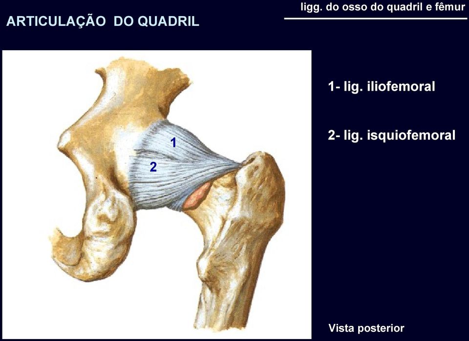 lig. iliofemoral 1 2- lig.