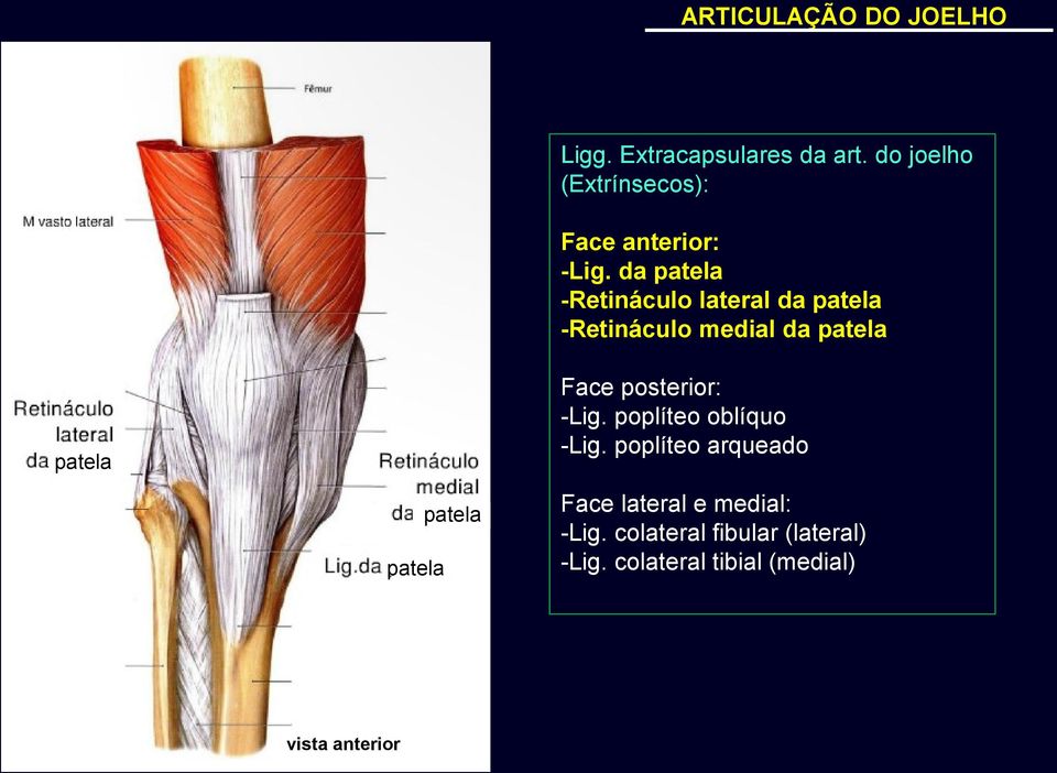 da patela -Retináculo lateral da patela -Retináculo medial da patela Face posterior: