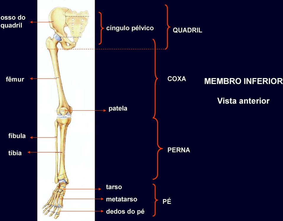 patela Vista anterior fíbula tíbia