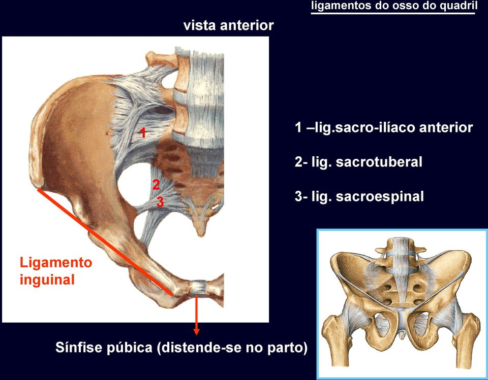 sacrotuberal 3- lig.