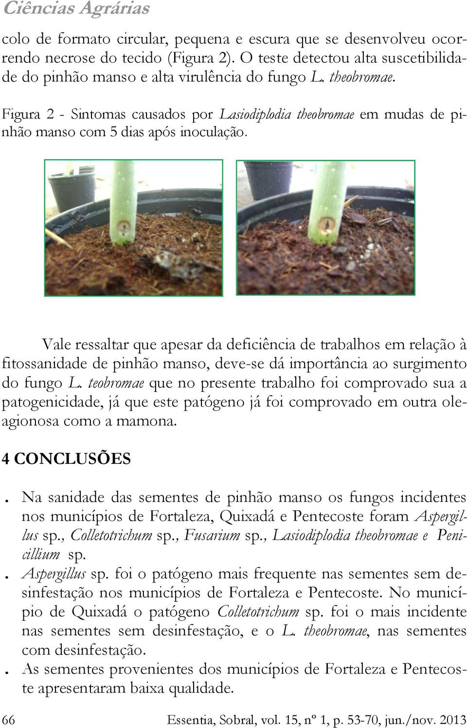 Vale ressaltar que apesar da deficiência de trabalhos em relação à fitossanidade de pinhão manso, deve-se dá importância ao surgimento do fungo L.