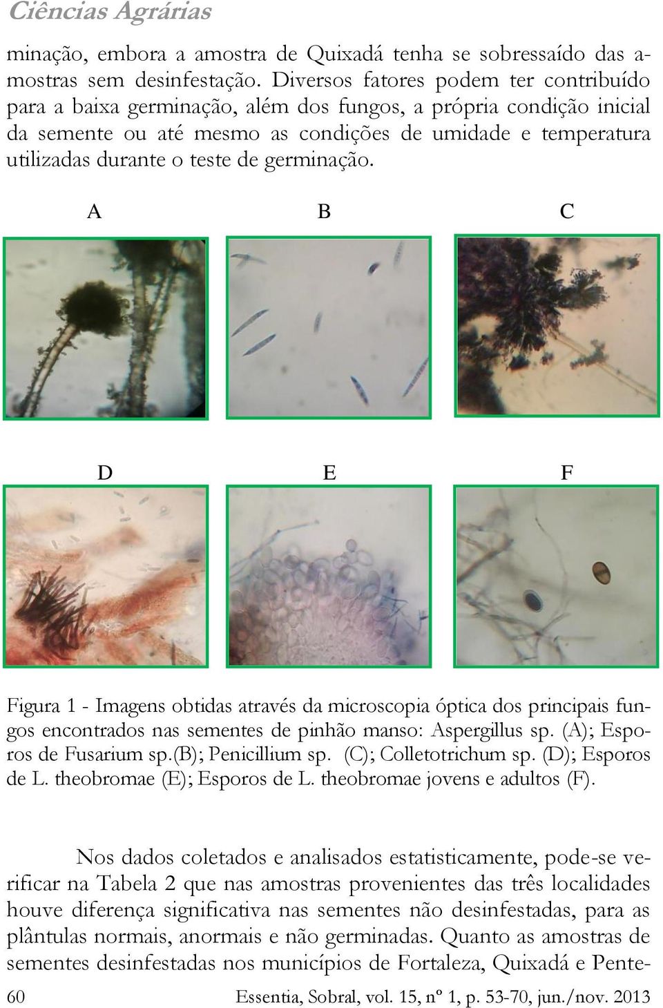 germinação. A B C D E F Figura 1 - Imagens obtidas através da microscopia óptica dos principais fungos encontrados nas sementes de pinhão manso: Aspergillus sp. (A); Esporos de Fusarium sp.