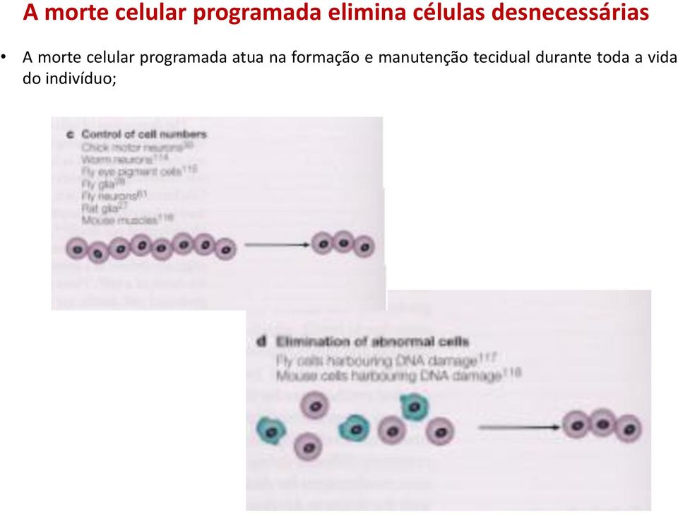 programada atua na formação e