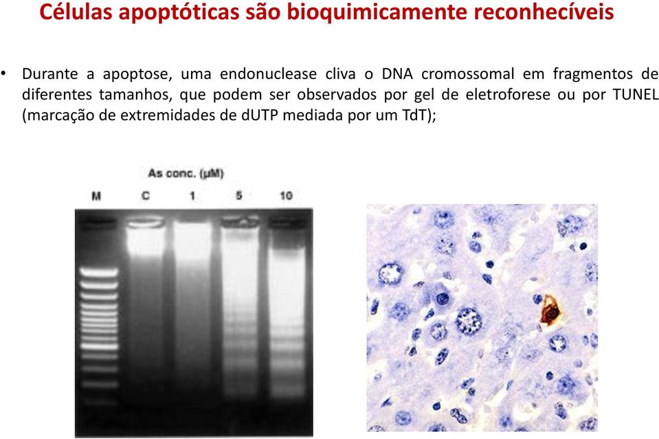 diferentes tamanhos, que podem ser observados por gel de