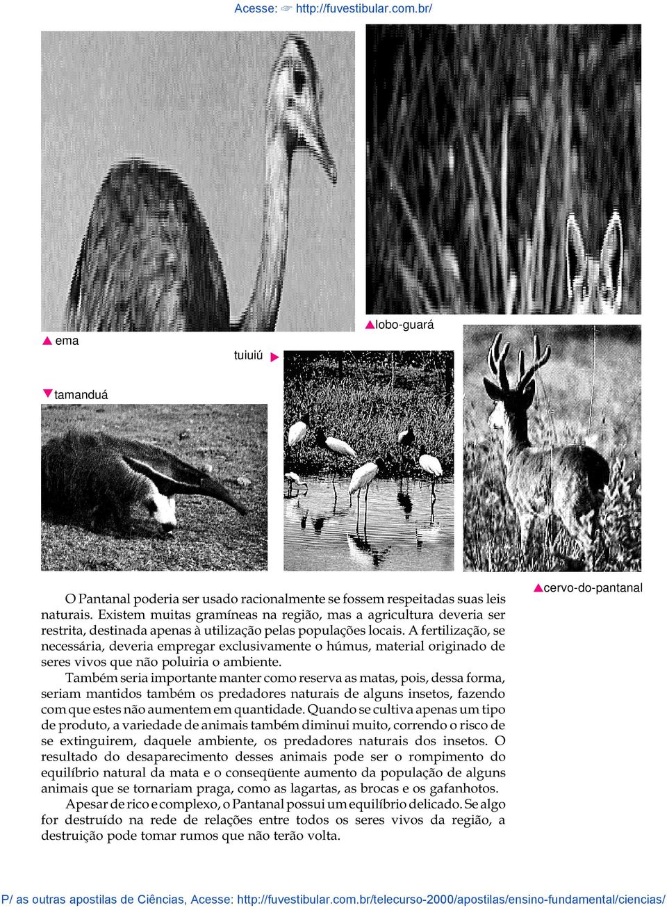 A fertilização, se necessária, deveria empregar exclusivamente o húmus, material originado de seres vivos que não poluiria o ambiente.