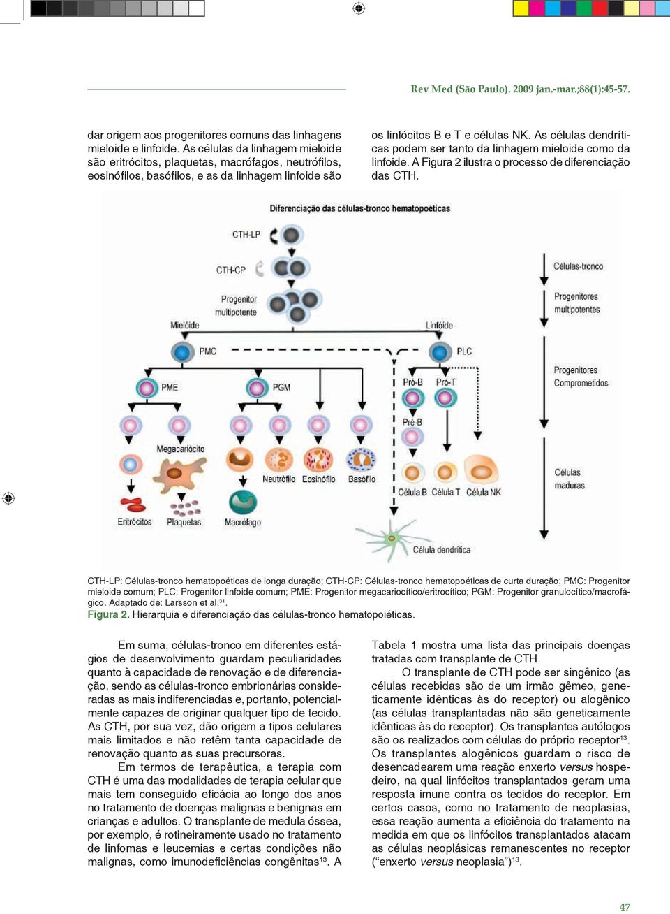 As células dendríticas podem ser tanto da linhagem mieloide como da linfoide. A Figura 2 ilustra o processo de diferenciação das CTH.