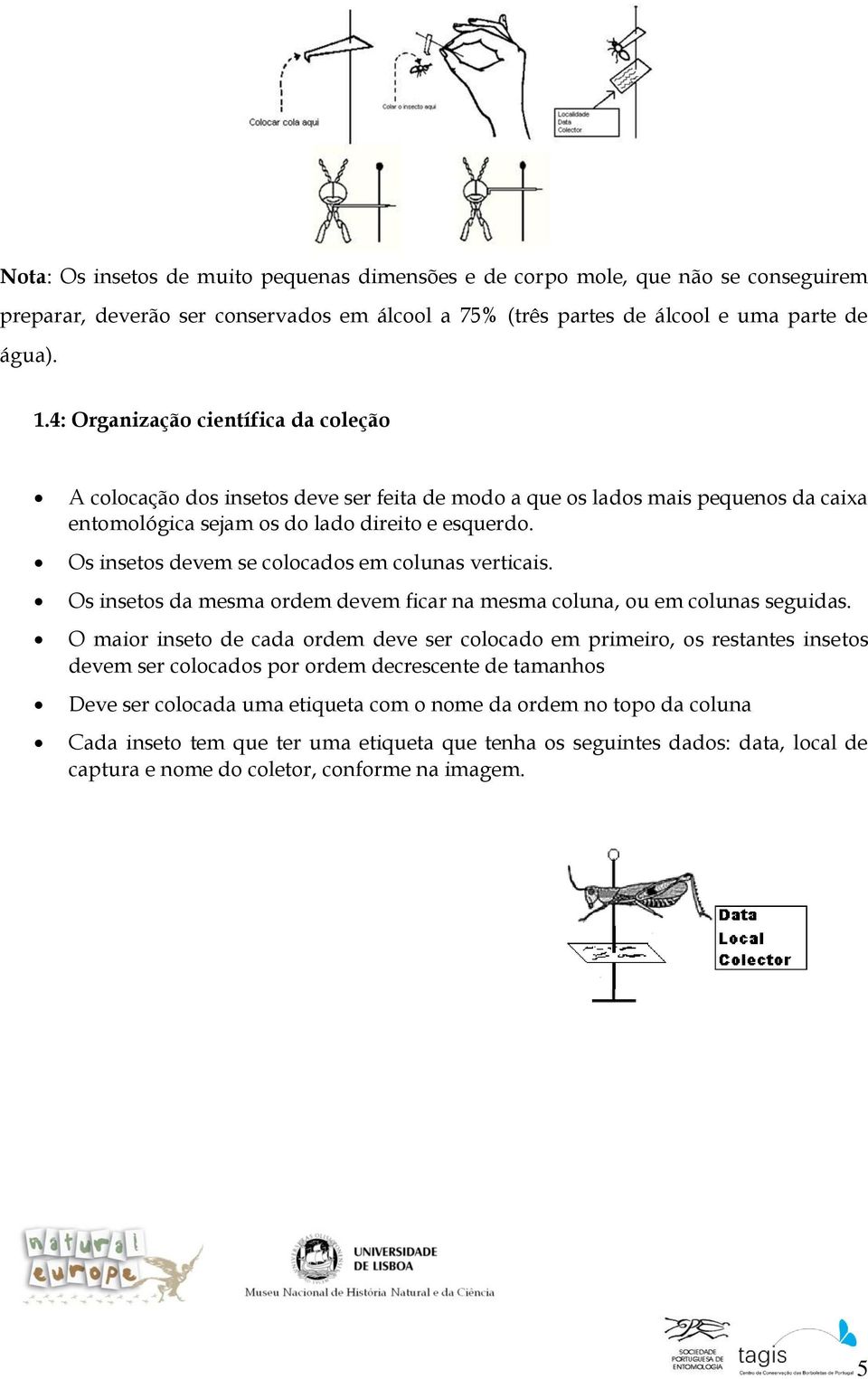 Os insetos devem se colocados em colunas verticais. Os insetos da mesma ordem devem ficar na mesma coluna, ou em colunas seguidas.