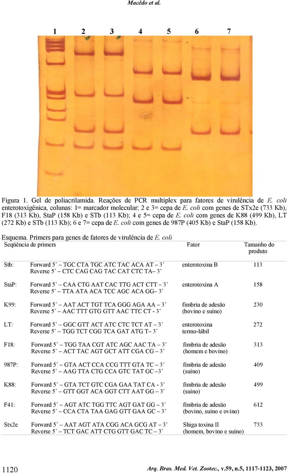 coli com genes de 987P (405 Kb) e StaP (158 Kb). Esquema. Primers para genes de fatores de virulência de E.