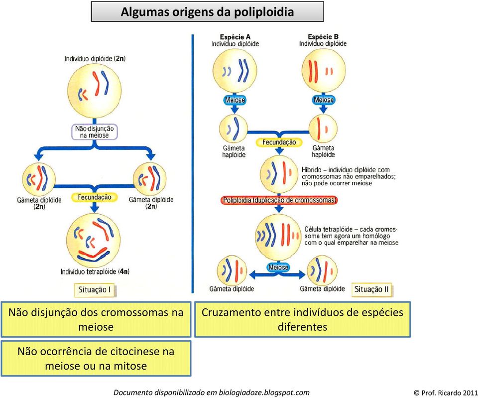 Cruzamento entre indivíduos de espécies