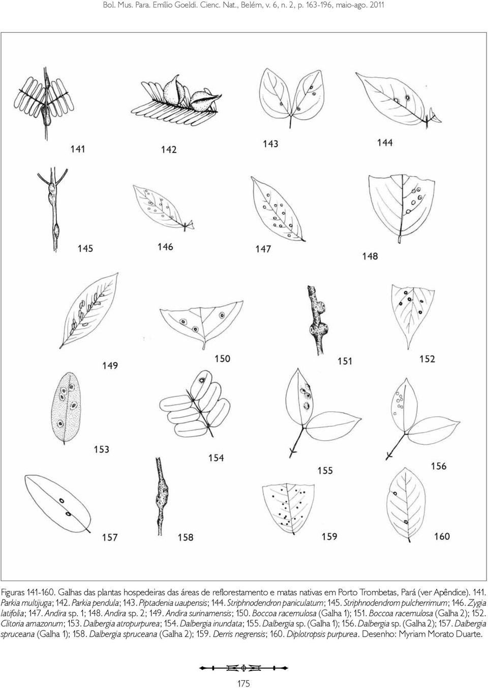 Striphnodendron paniculatum; 145. Striphnodendrom pulcherrimum; 146. Zygia latifolia; 147. Andira sp. 1; 148. Andira sp. 2; 149. Andira surinamensis; 150. Boccoa racemulosa (Galha 1); 151.